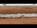 Lions making love in public  tsavo east national park kenya