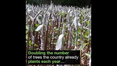 New Zealand is mass planting trees to combat climate change.