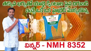 రబీలో అత్యదిక దిగుబడి ఇచ్చే హైబ్రెడ్ మొక్కజొన్న | Best Maize Seed for Rabi | AgriTech Telugu