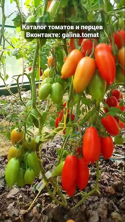 Урожайный томат "Ниагара"🍅🍅🍅 - YouTube
