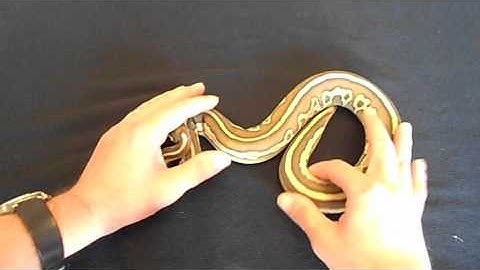 Leopard Ball Python Combos Part 2 Leopard Lesser