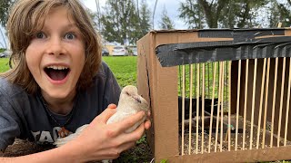 I Trapped a Rare White Pigeon in My Cardboard Bird Trap