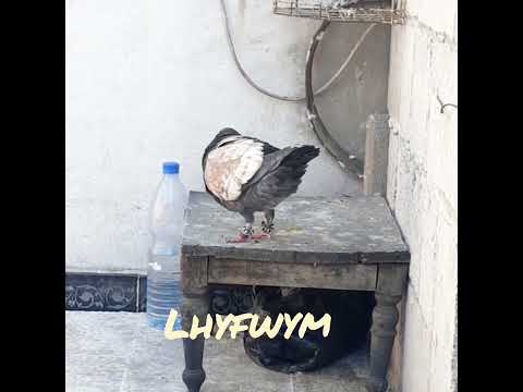 أصحى لينا مافيش مقرنا