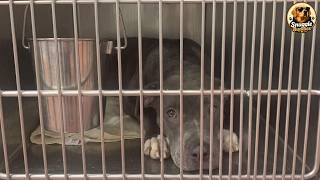 This Shy Shelter Dog Was Adopted… Then Her Real Personality Came Out