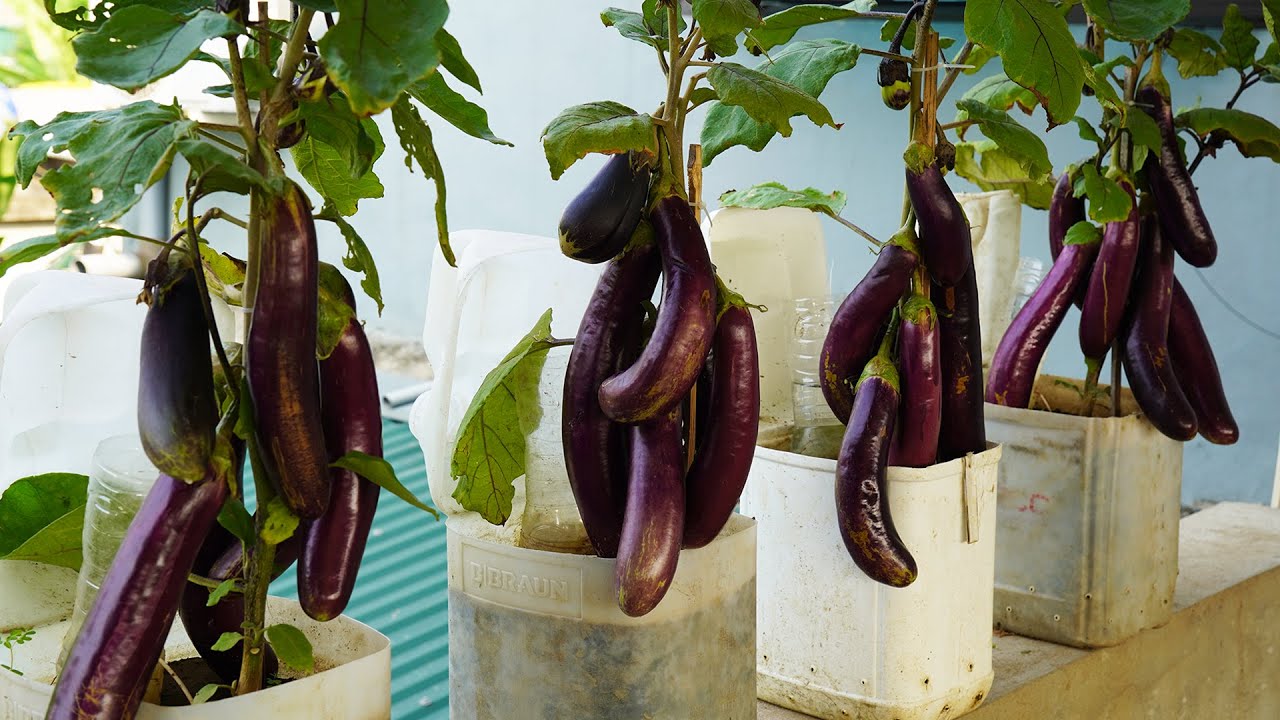 How to Grow Eggplant in Containers | Easy Guide for Beginners