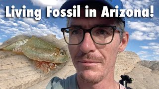 Living Fossils in the Arizona Desert / Dinosaur Shrimp