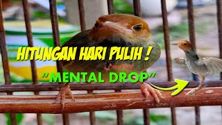 CARA MENGATASI PRENJAK DROP MENTAL CEPAT PULIH