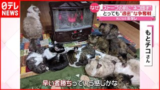 【猫】ストーブの前は争奪戦！飼い主は隅に追いやられ…