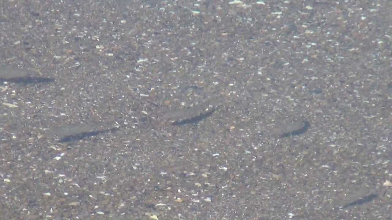 浅瀬を泳ぐ小魚 Youtube