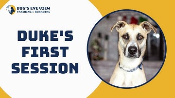 Teaching an insecure reactive dog - Duke