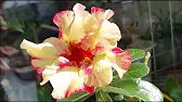 Elen S Adenium pluS