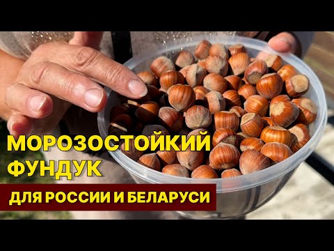 Настоящий фундук в
