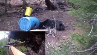 Chasse A Lours 2014 - Bear Hunting 2014