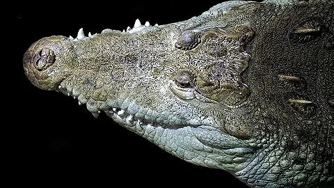 5 facts About Crocodiles You Didn't Know