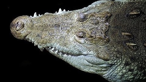 5 facts About Crocodiles You Didn