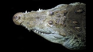 5 facts About Crocodiles You Didn't Know