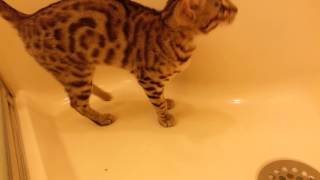 Bengal kitten acrobatics
