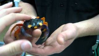 Handling Purple Moon Crabs