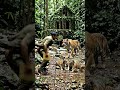 "Jungle Ghost"#JungleGhost #SilentPredator #TigerStalker #BambooBunker #JungleSurvival