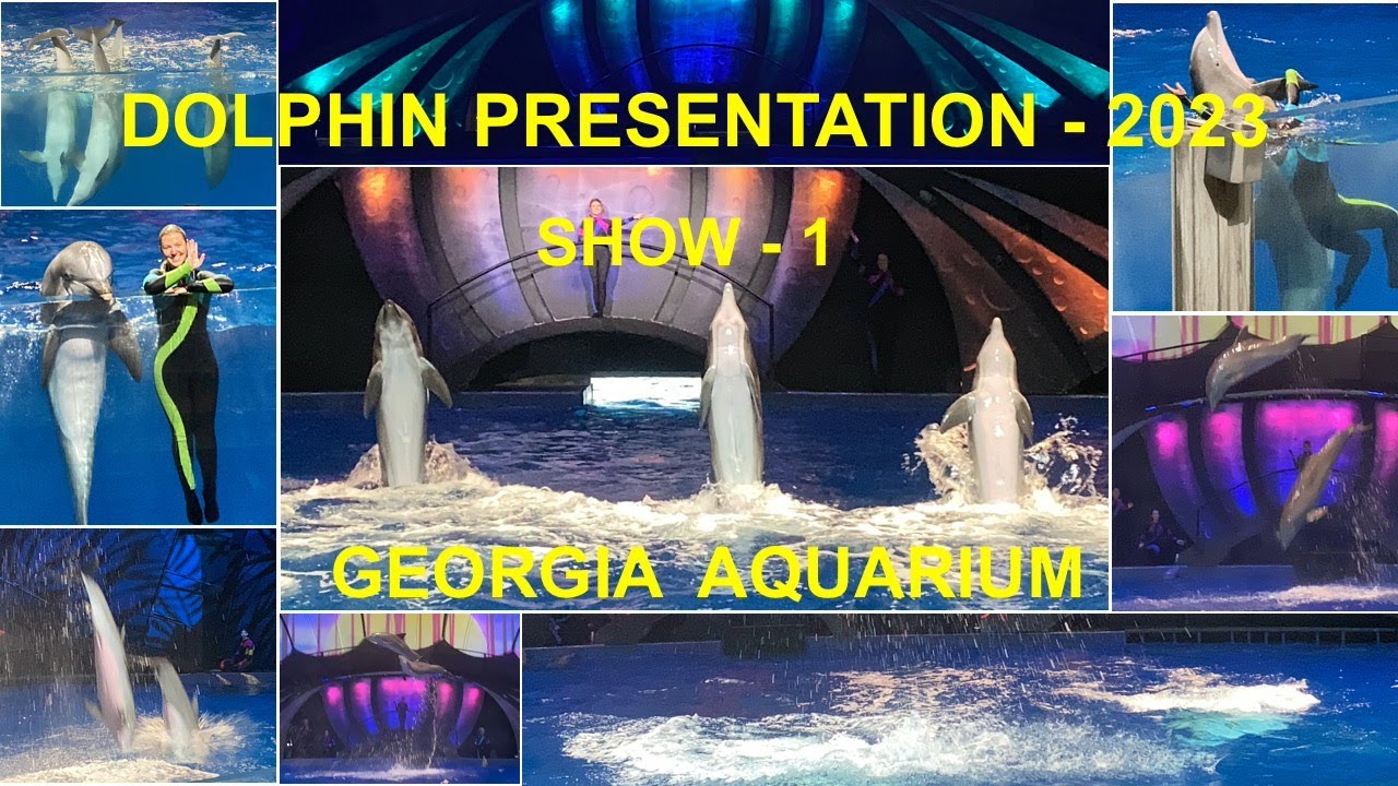 Georgia Aquarium - Dolphin Presentation - 2023 | Dolphin Show-1 | டால்பின் ஷோ | Irene Baby |USA vlog