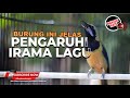 🔴Kunci Irama Lagu Ada di Burung Ini Masteran Cucak Cungkok Roll Tembak Full Isian