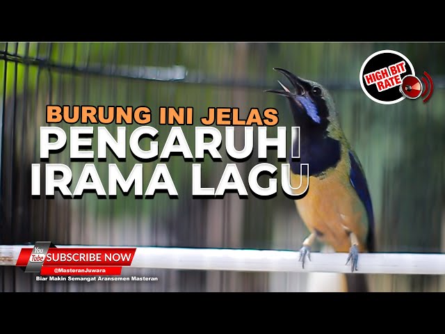 🔴Kunci Irama Lagu Ada di Burung Ini Masteran Cucak Cungkok Roll Tembak Full Isian class=