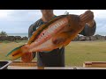 Filleting And Cooking A Big Parrotfish