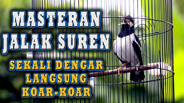 JALAK SUREN  KOAR KOAR SUDAH TERBUKTI  PASTI BIKIN JALAK SURENLAIN IKUT BUNYI  #jalaksuren