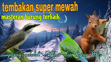 Masteran super mewah 🔥 jinjing petulak Kinoi dan bajing kekes 