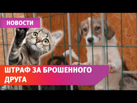 Как закон защитит брошенных животных