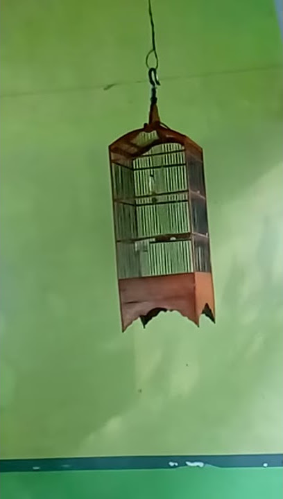 Gaco Pikat Burung Meongan
