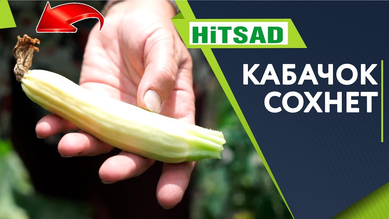 СОХНЕТ КОНЧИК КАБАЧКА ‼️ Хороший Урожай Кабачков ✔️  Уход За Кабачками Летом Советы От Хитсад ТВ