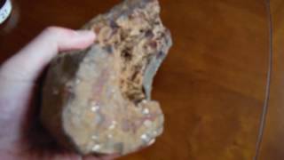 Unknown Fossil Geologic Specimen