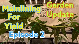 Mainlining for yield - Ep.2 - Garden update - Scrog netting