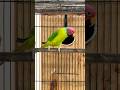 Beautiful plum head parrot talking and chirping #talkingparrot #ytshortsvideo