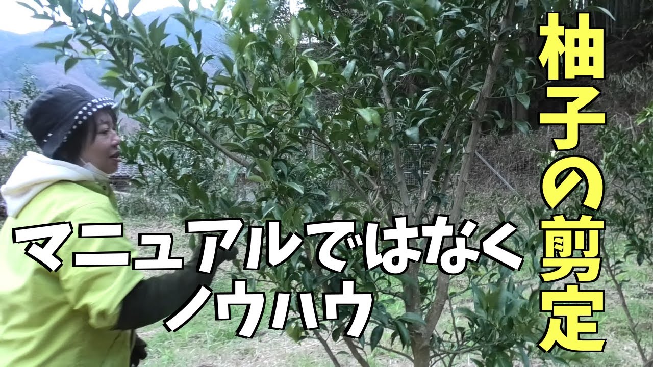 Pruning Yuzu | How to prune young and weak old trees - YouTube