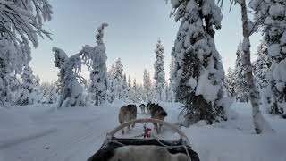 HUSKY SLEDDING IN THE FINNISH LAPLAND #asmr