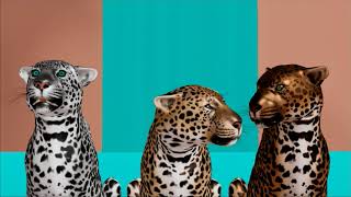 Leopards - Short Animated Film
