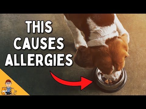 Video: De 11 meest voorkomende voedselallergieën voor honden