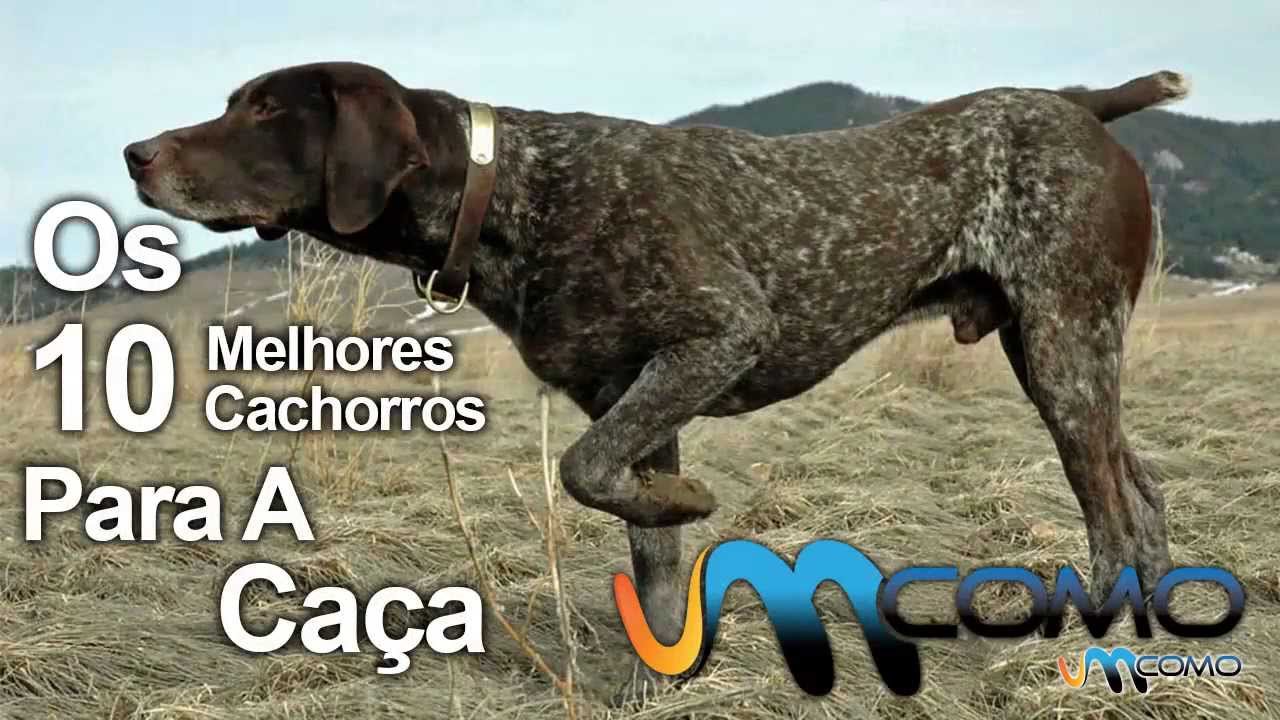 Qual O Nome Dos Cachorros De Caça?