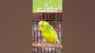 #سورة_التحريم #المصحف #قرآن #عبدالباسط_عبدالصمد #مصر #العراق #kuran #lovebirds #budgies #america