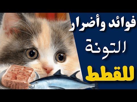 فيديو: هل يجب أن أعطي قطتي التونة؟