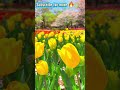 Tulips and Cherry Blossoms in Full Bloom #spring #nature #flowers #tulips #cherryblossom #garden