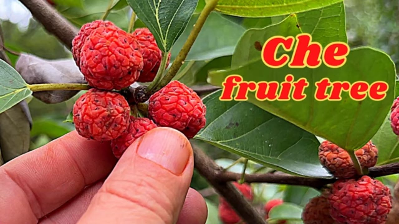 Che (Silkworm Thorn, Mandarin Melon Berry, Chinese Melonberry