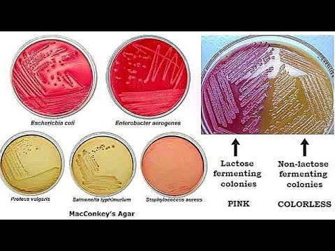 تصویری: آیا Bacillus subtilis در MacConkey Agar رشد می کند؟