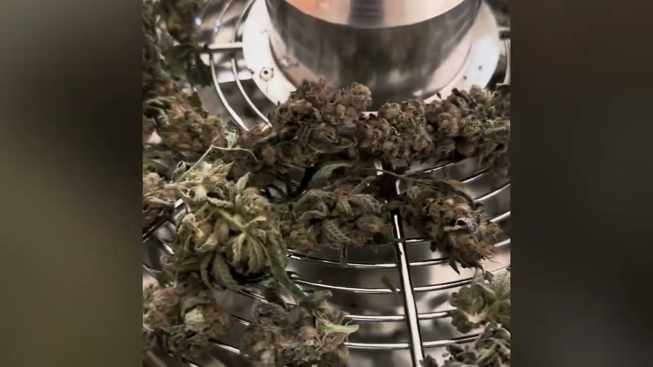 Trimming Cannabis with this hand crank trimmer from @iPower 16 inch Bud Leaf Bowl...