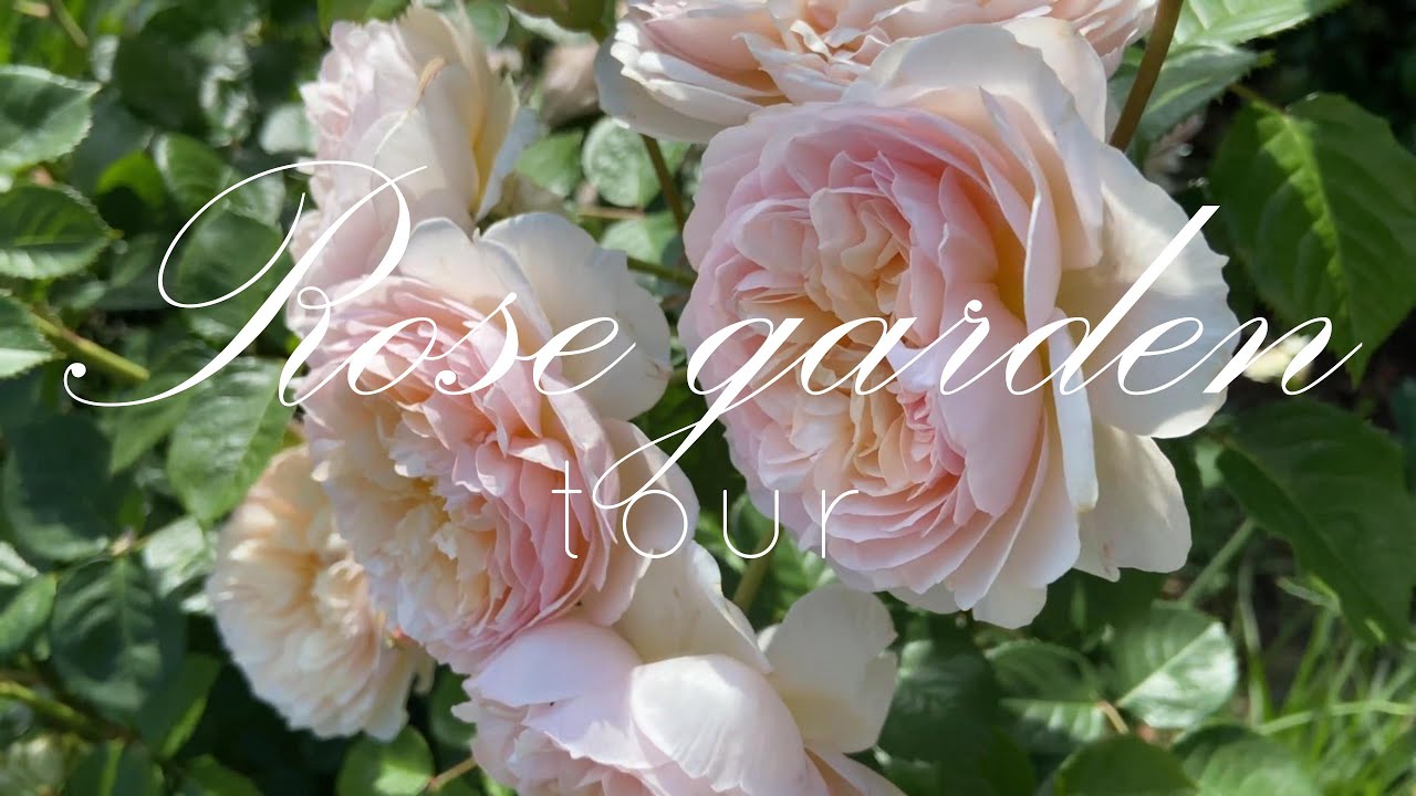 9 Stunning Rose Varieties for a Cottage Garden | David Austin Rose Tour in Full Bloom