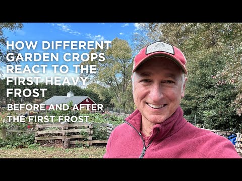 Before and After the First Heavy Frost | How Different Crops React