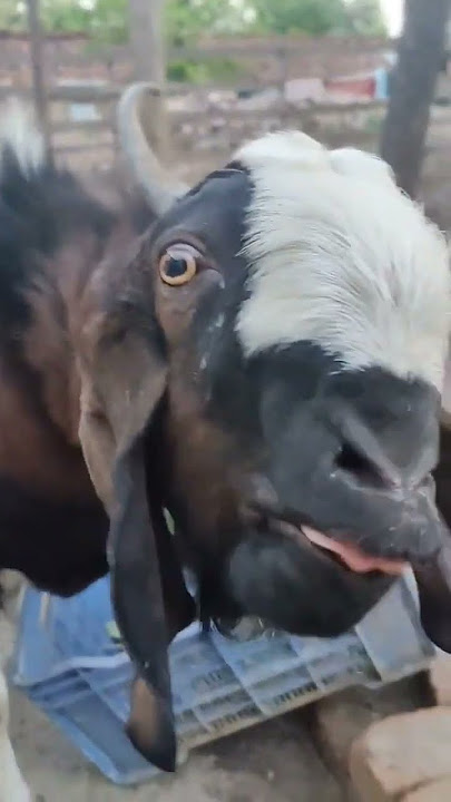 bakri ki awaaz  #bakri