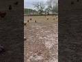 My chickens love it when I let them out after it rains #eatbugs #pestcontrol #backyardchickens